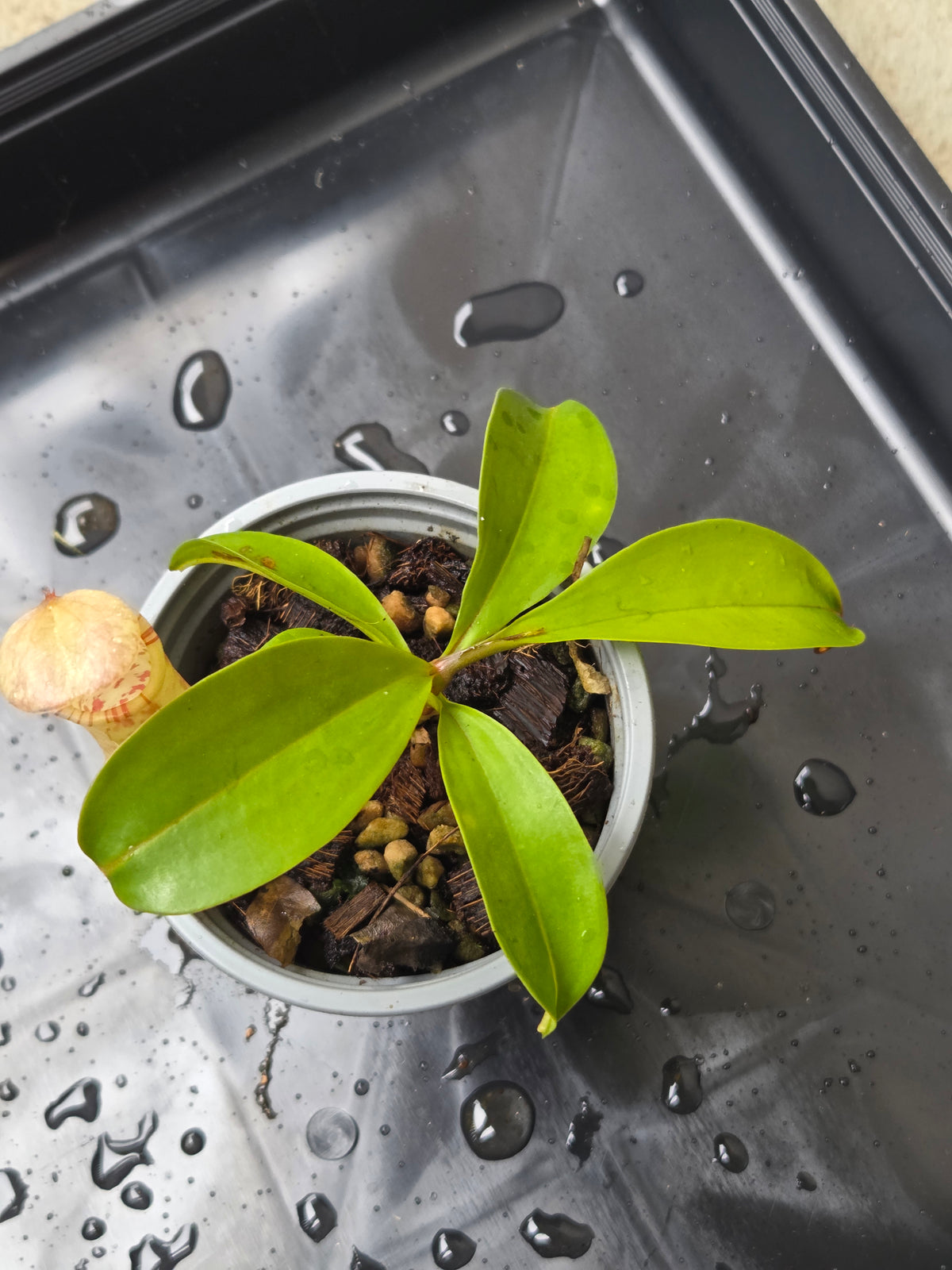 Nepenthes eustachya