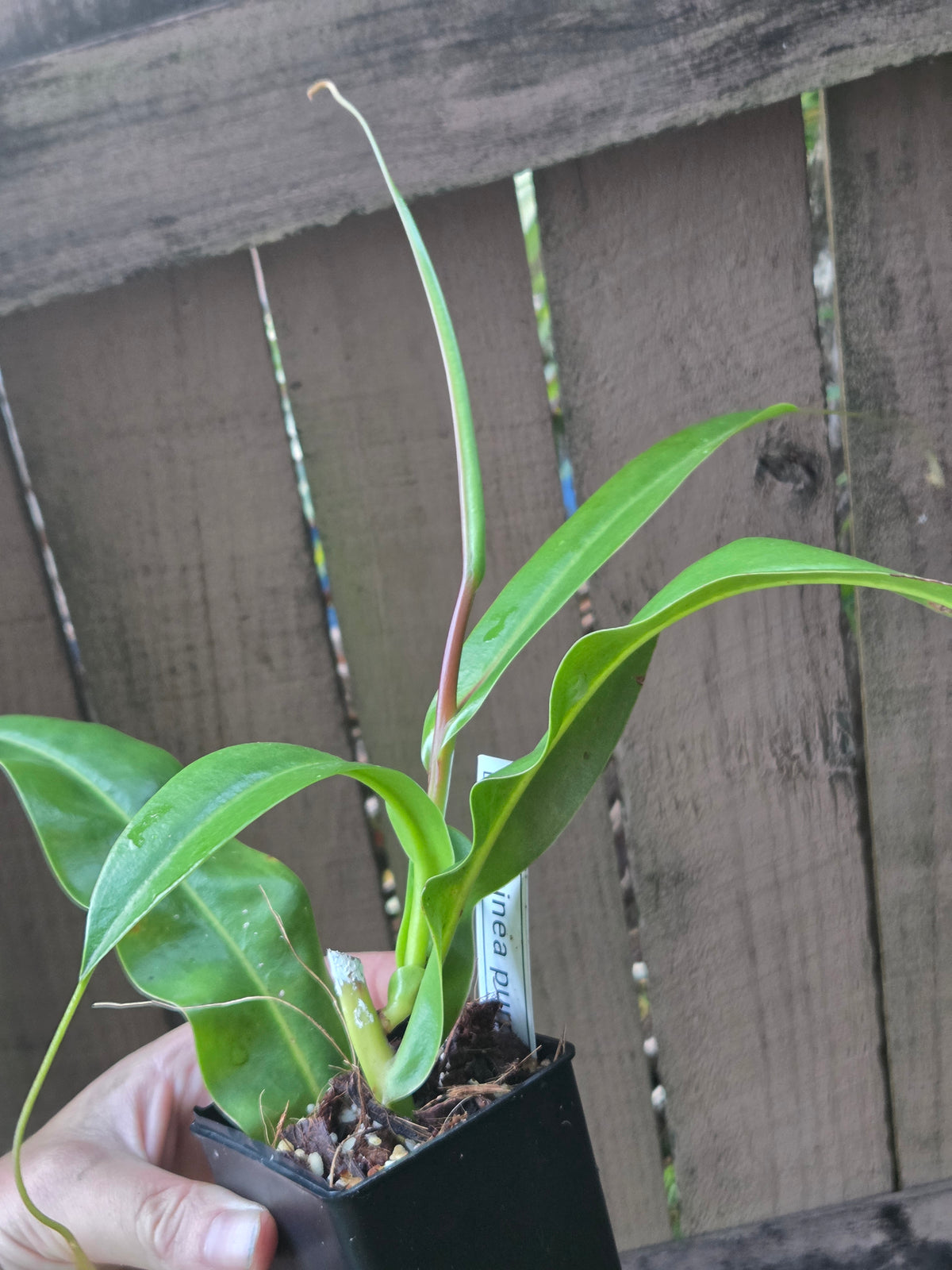 Nepenthes sanguinea 'Purple'