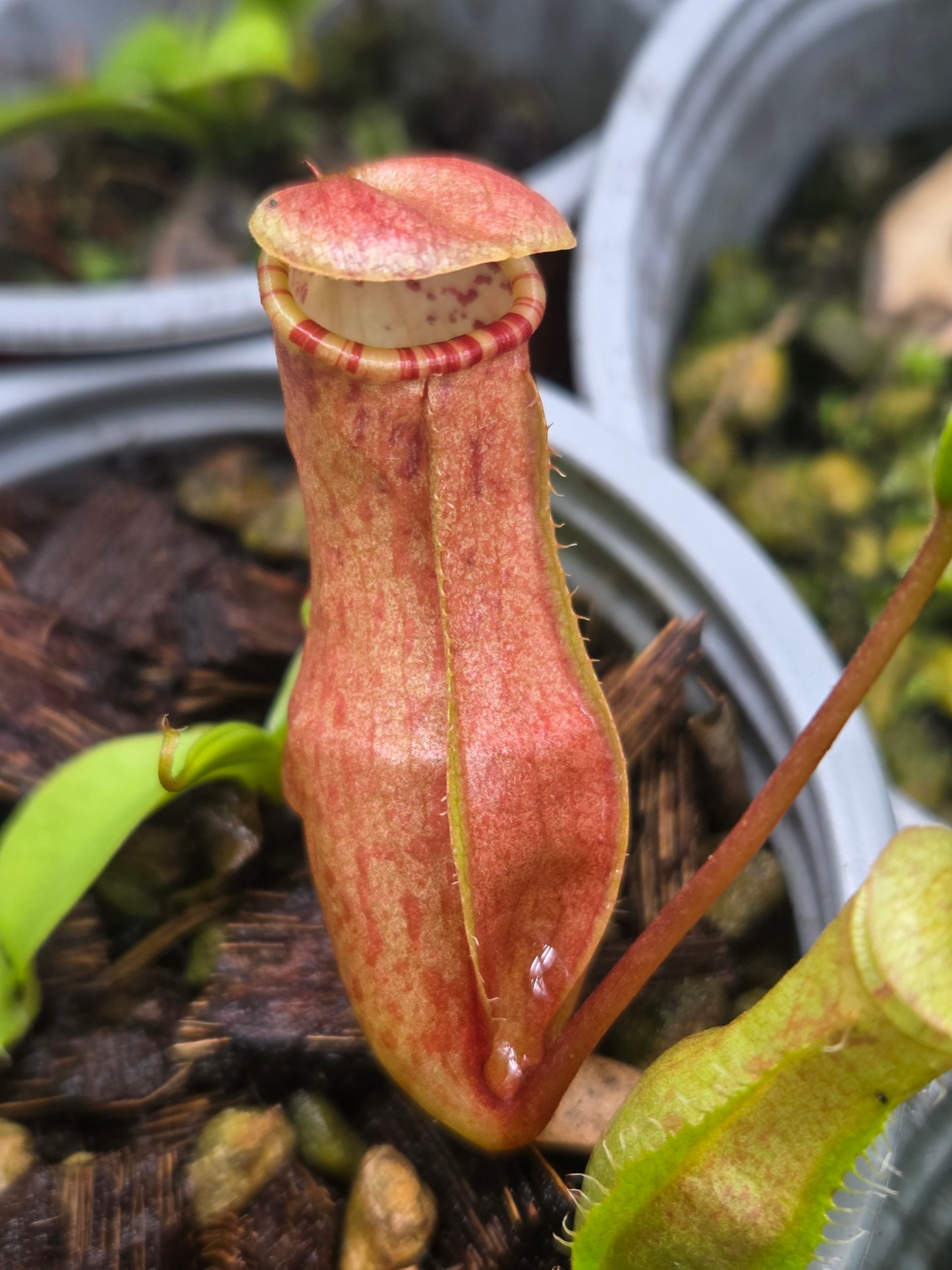 Nepenthes eustachya