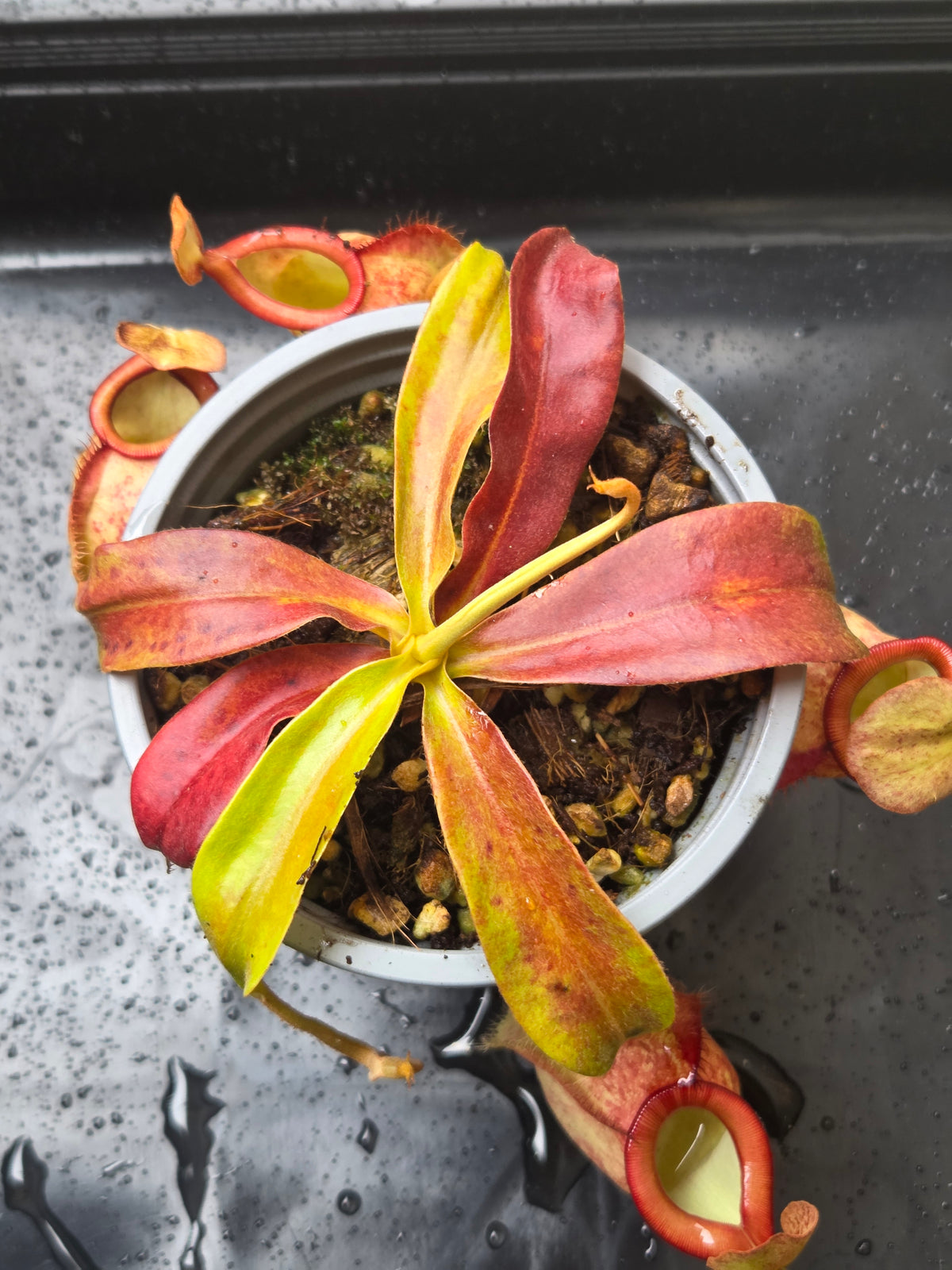 Nepenthes Complex Lowland