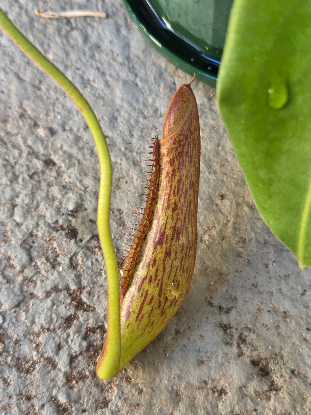Nepenthes (glandulifera x boschiana) x LVB