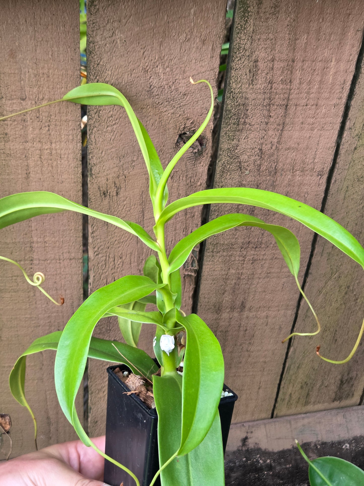 Nepenthes ventricosa "Squat"