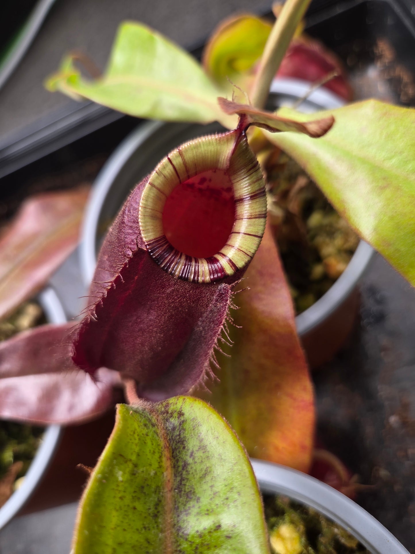 Nepenthes (viking x rafflesiana) x ampullaria