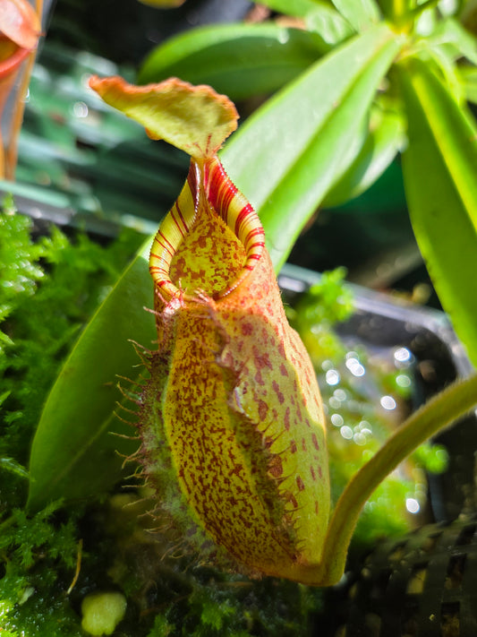 Nepenthes robcantleyi x (aristolochioides x spectabilis) BE-3966