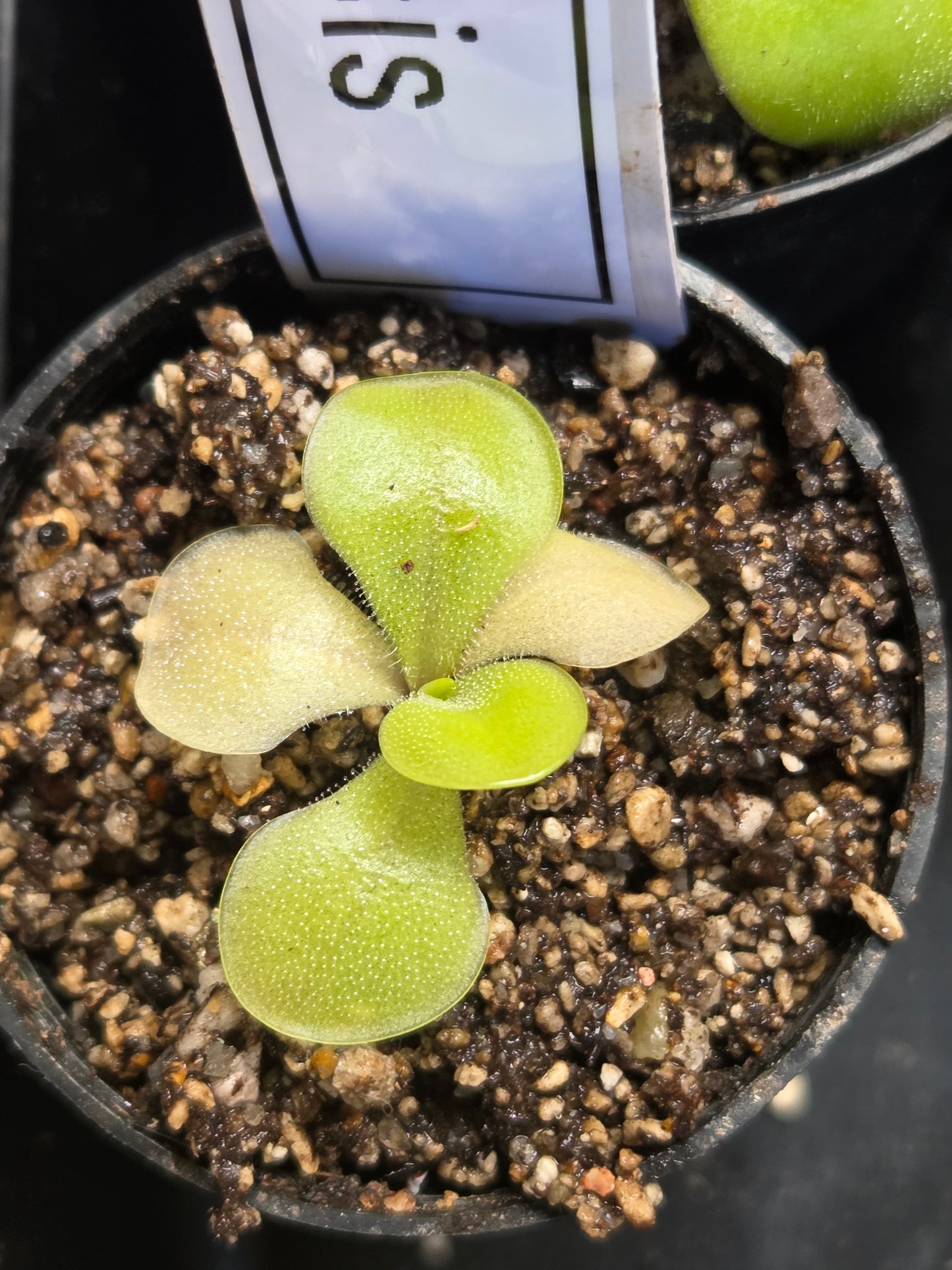 Pinguicula moranensis (Small)