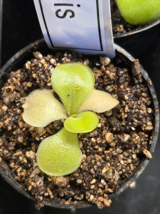 Pinguicula moranensis (Small)