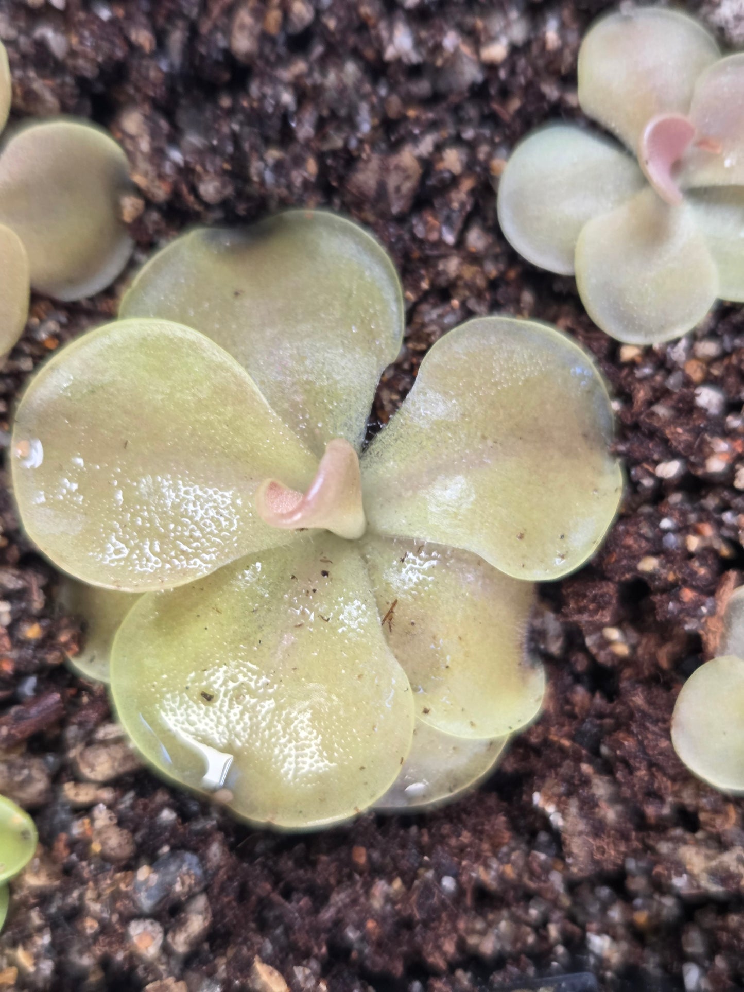 Pinguicula 'Sethos' (Medium)