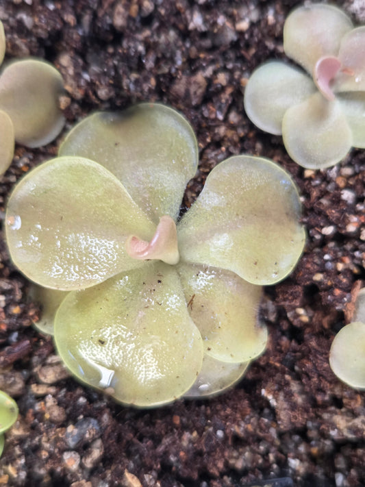 Pinguicula 'Sethos' (Medium)