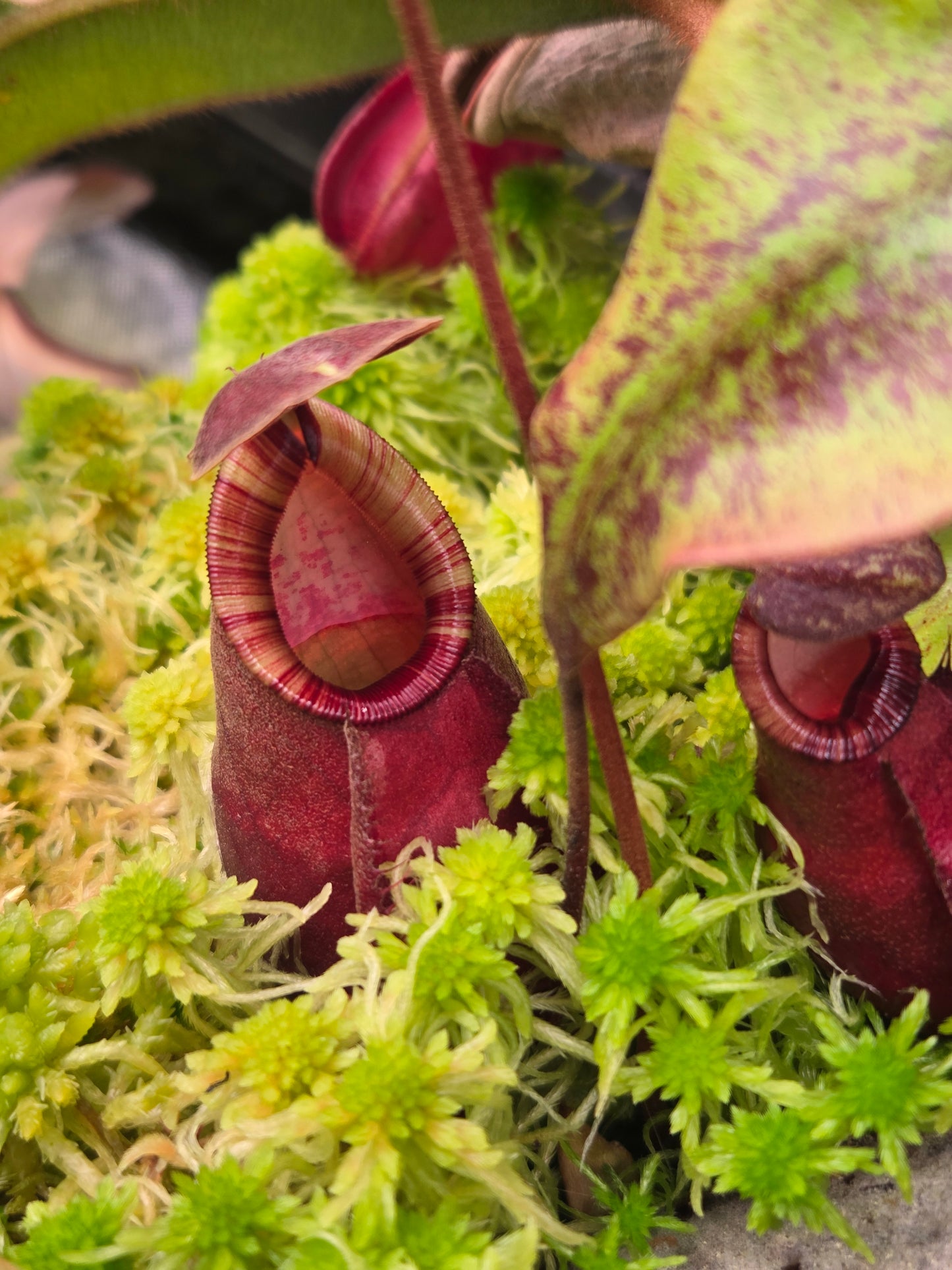 Nepenthes viking x [(viking x amp) x ampullaria 'Black Miracle'] - Medium