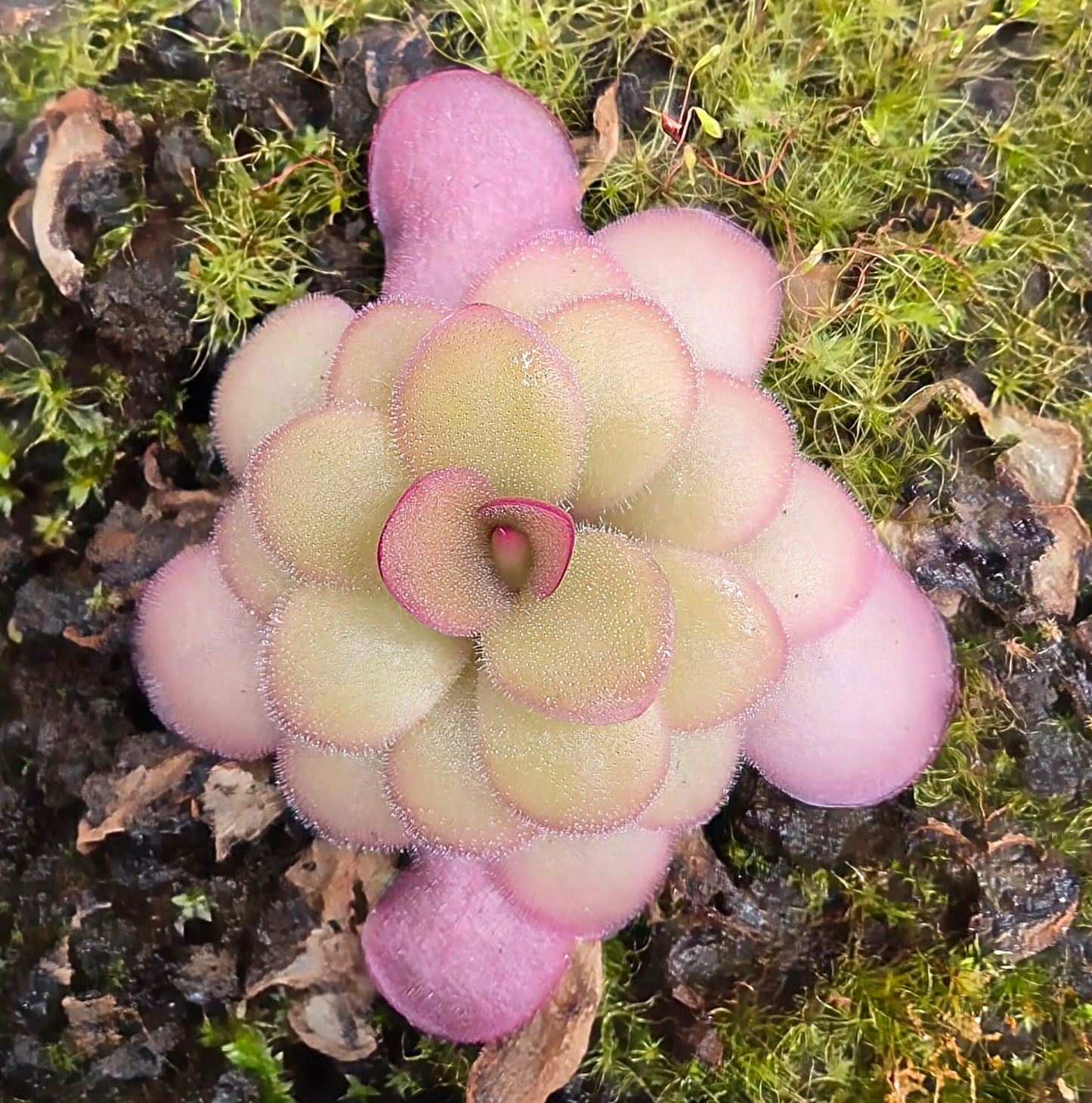 Pinguicula laueana x 'Sethos'