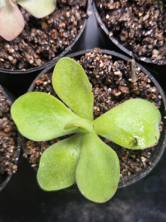 Pinguicula emarginata x gypsicola (Medium)