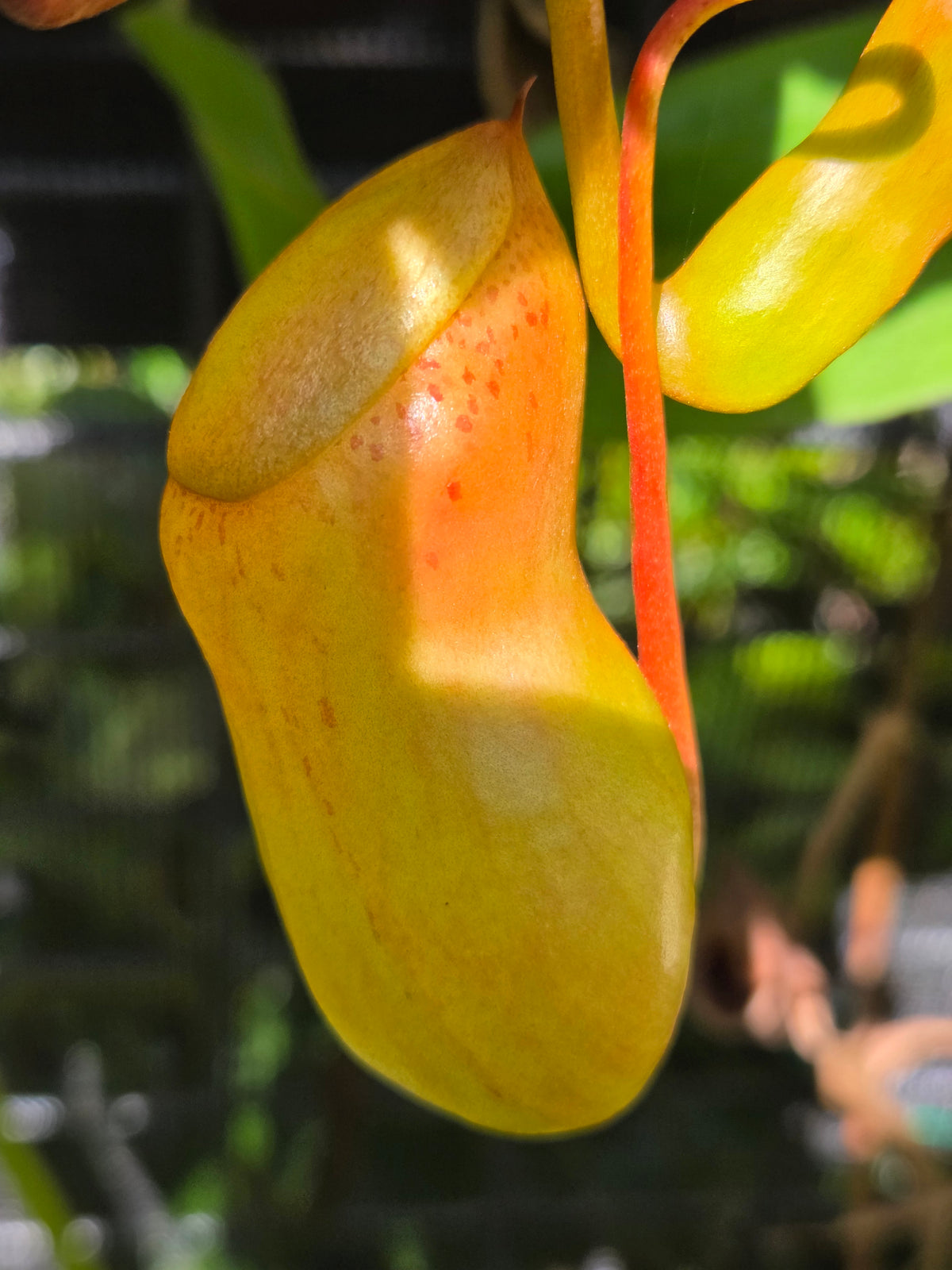Nepenthes ventricosa "Squat"