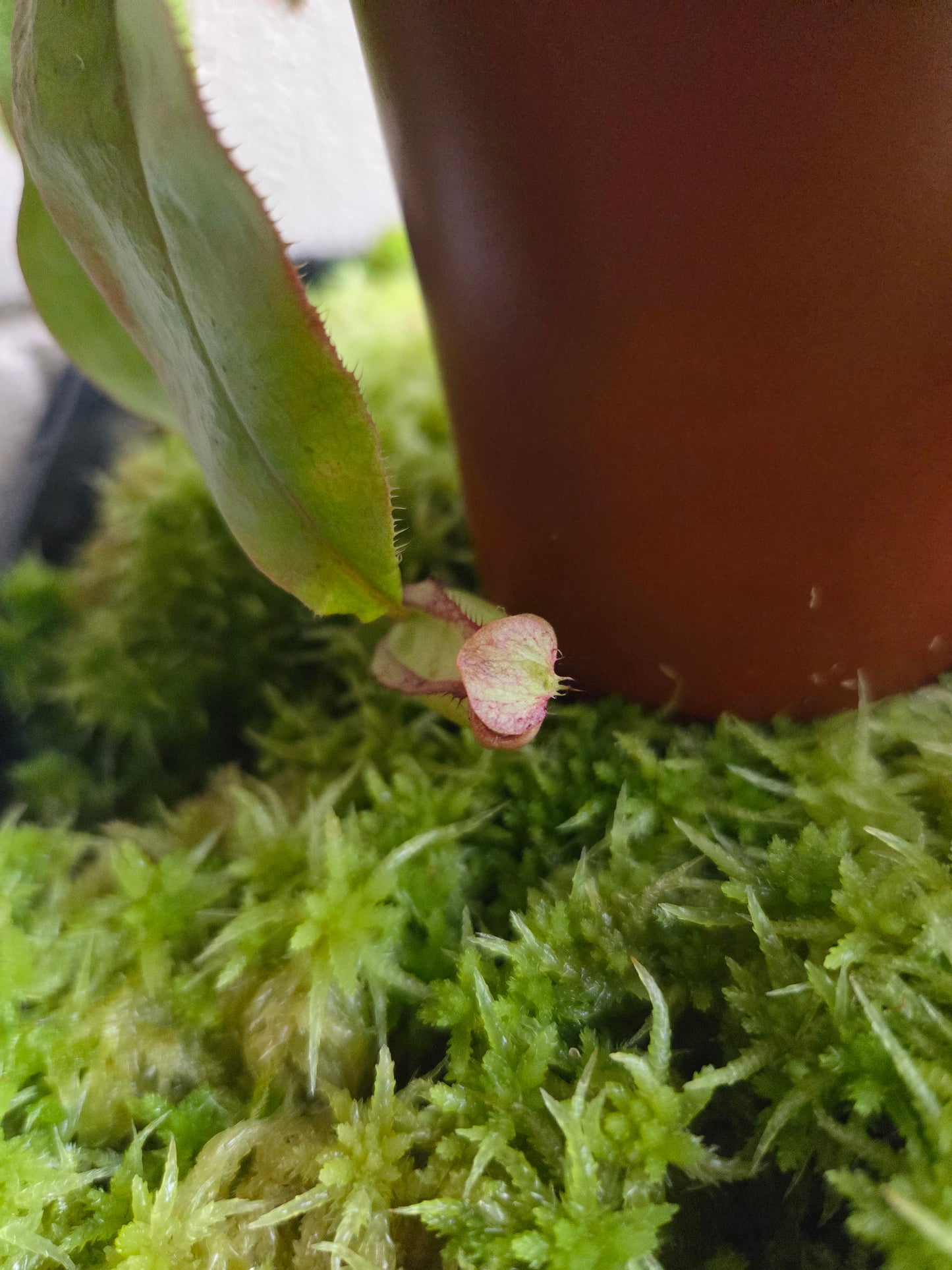 Nepenthes mirabilis x boschiana