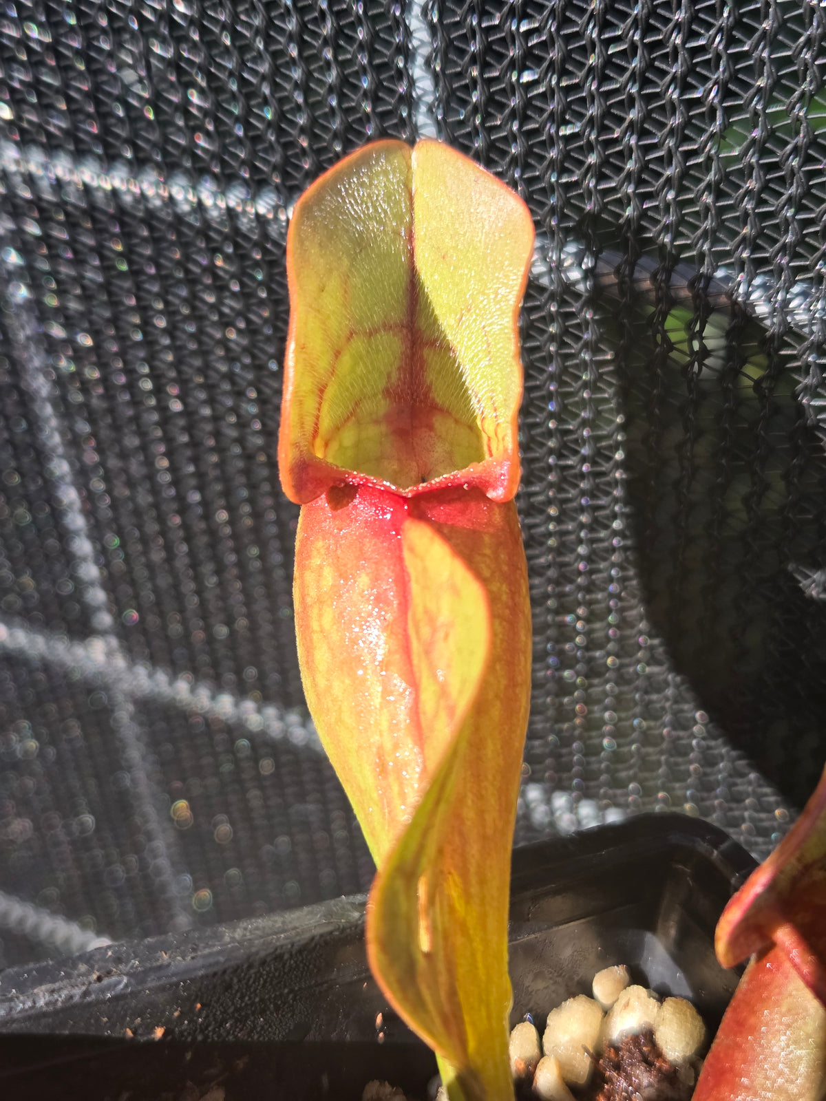 Sarracenia purpurea