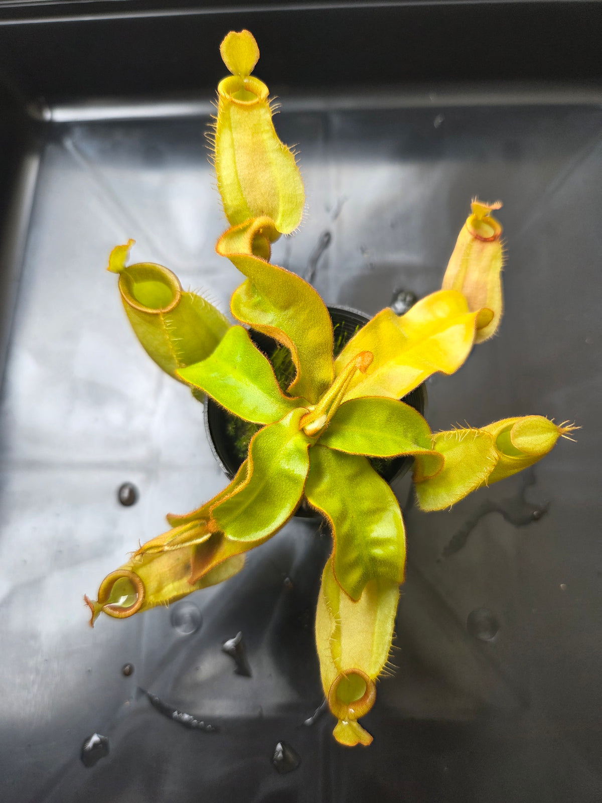 Nepenthes ampullaria "Green"
