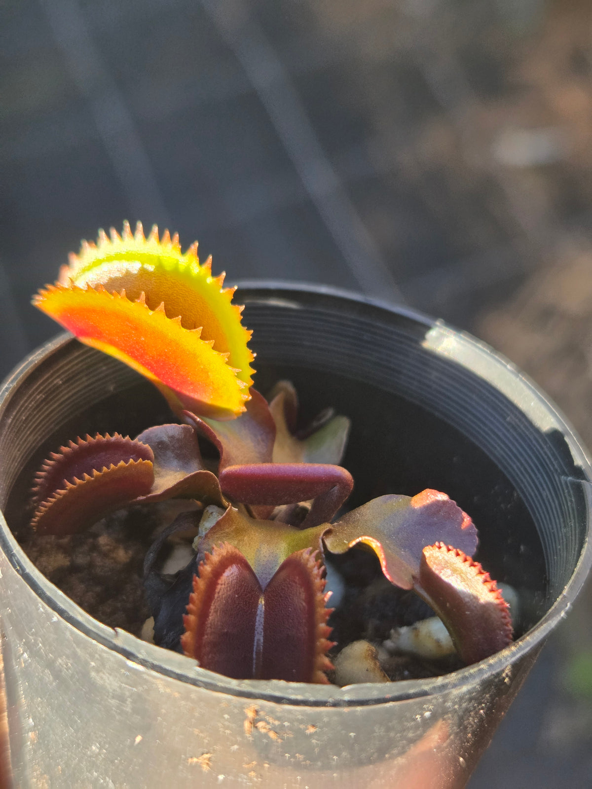 Dionaea muscipula "Sharks Teeth Red"