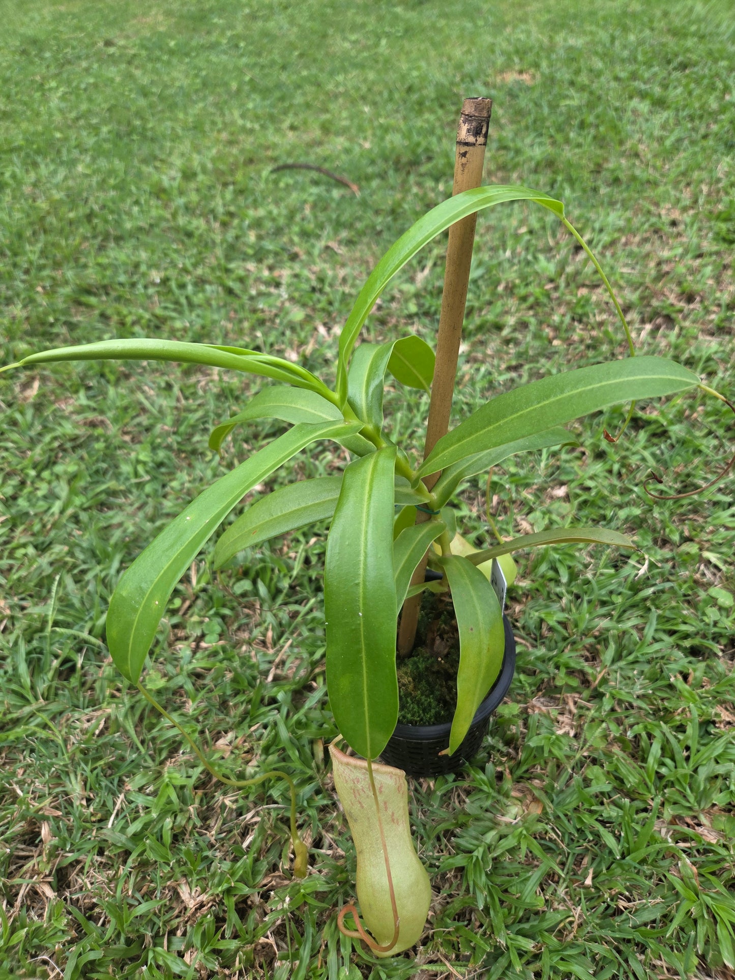 Nepenthes ventricosa x burkei