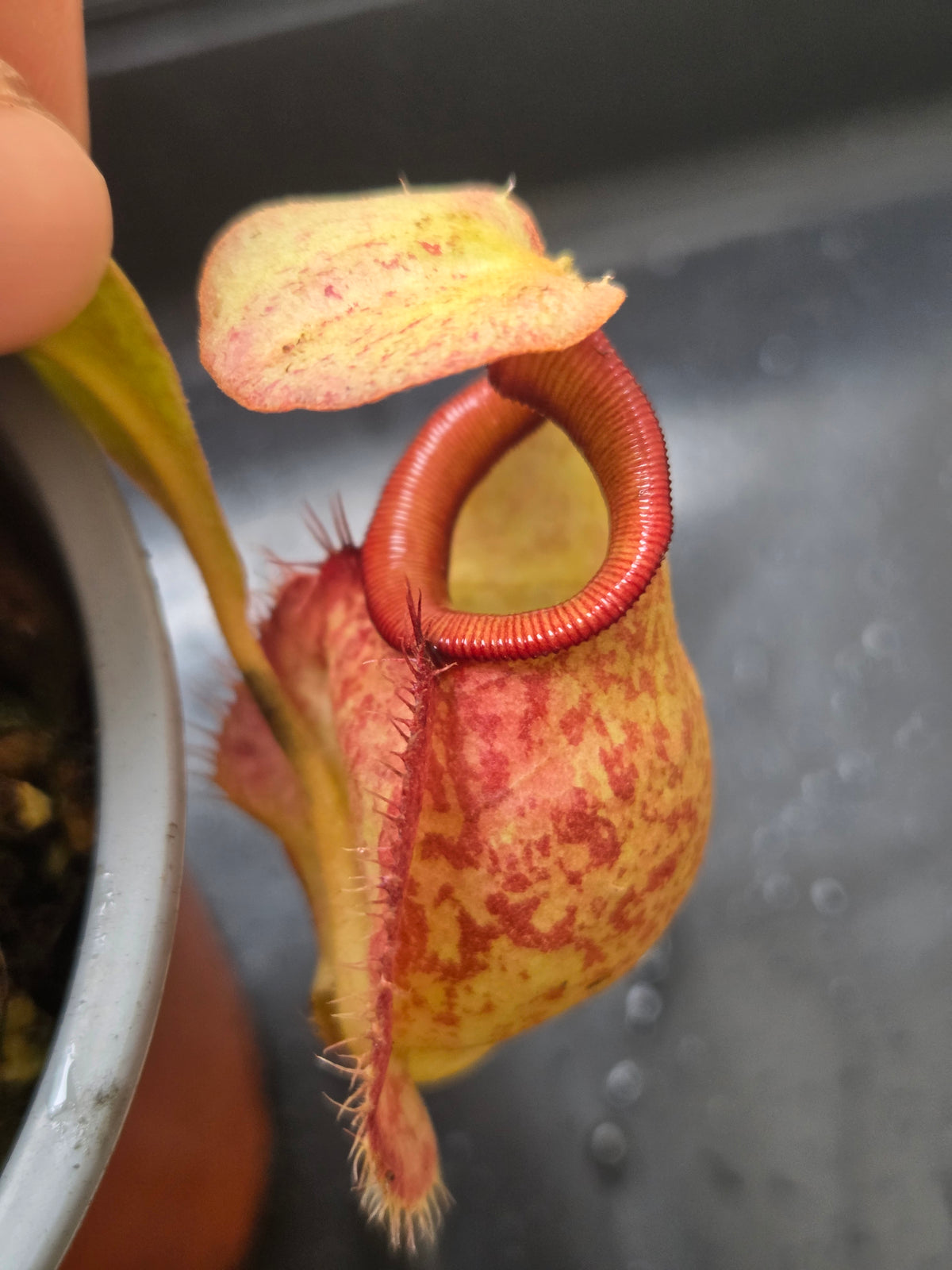 Nepenthes Complex Lowland