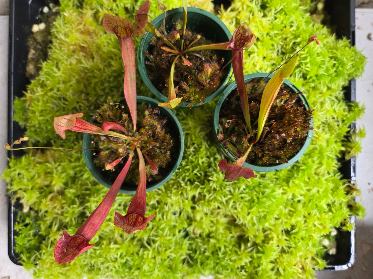 Sarracenia purpurea hybrid