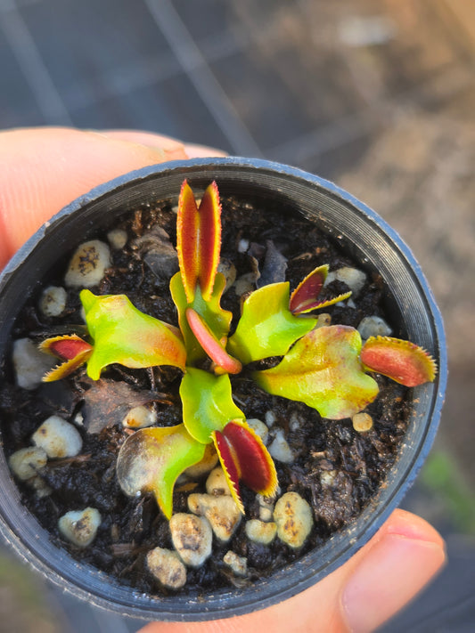 Dionaea muscipula "Bristletooth"