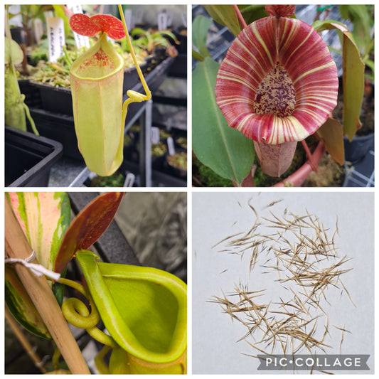 Nepenthes (bicalcarata x mira) x {[(lowii x veitchii) x boschiana] x [(veitchii x maxima) x veitchii] x platychila}