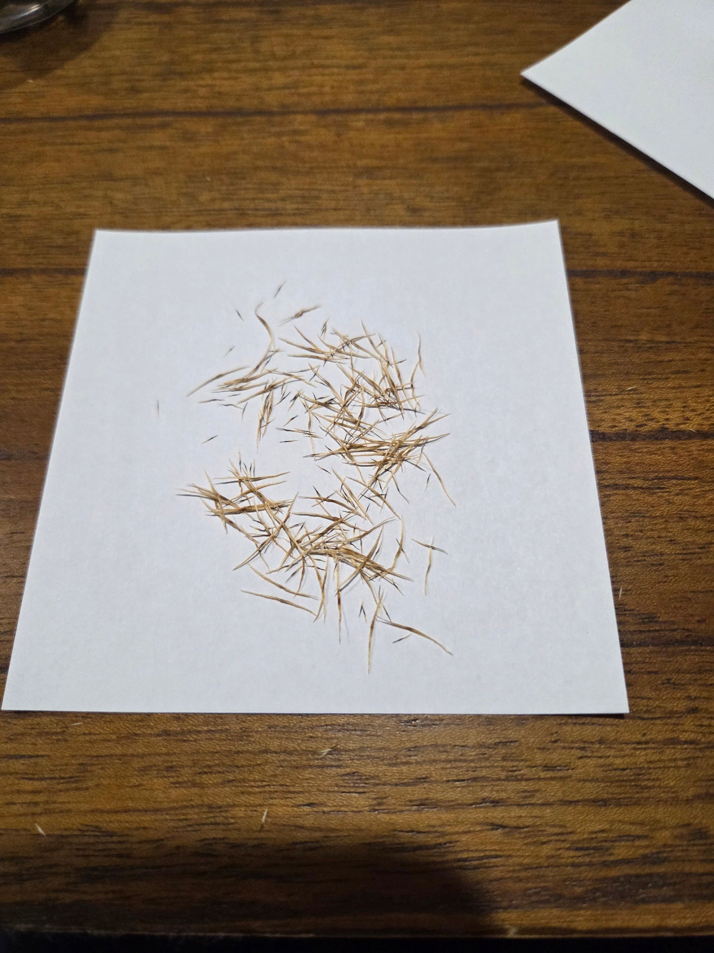 Nepenthes (bicalcarata x mira) x {[(lowii x veitchii) x boschiana] x [(veitchii x maxima) x veitchii] x platychila}