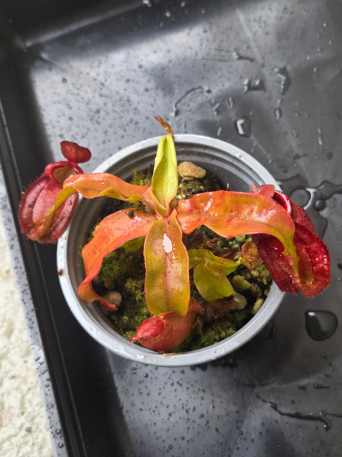 Nepenthes (viking x ampullaria) x (winged mirabilis x ampullaria)
