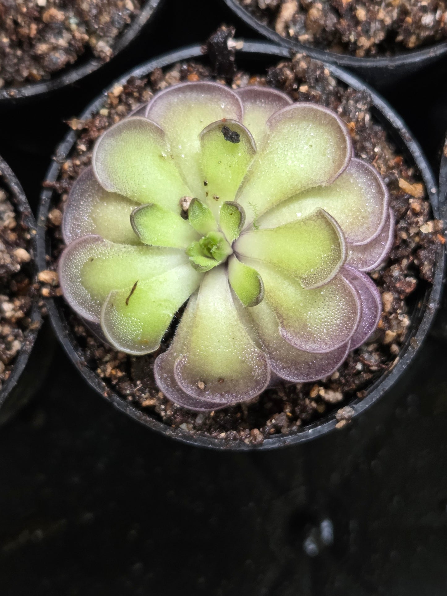 Pinguicula cyclosecta (Large)