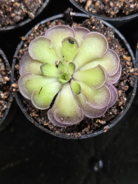 Pinguicula cyclosecta (Large)