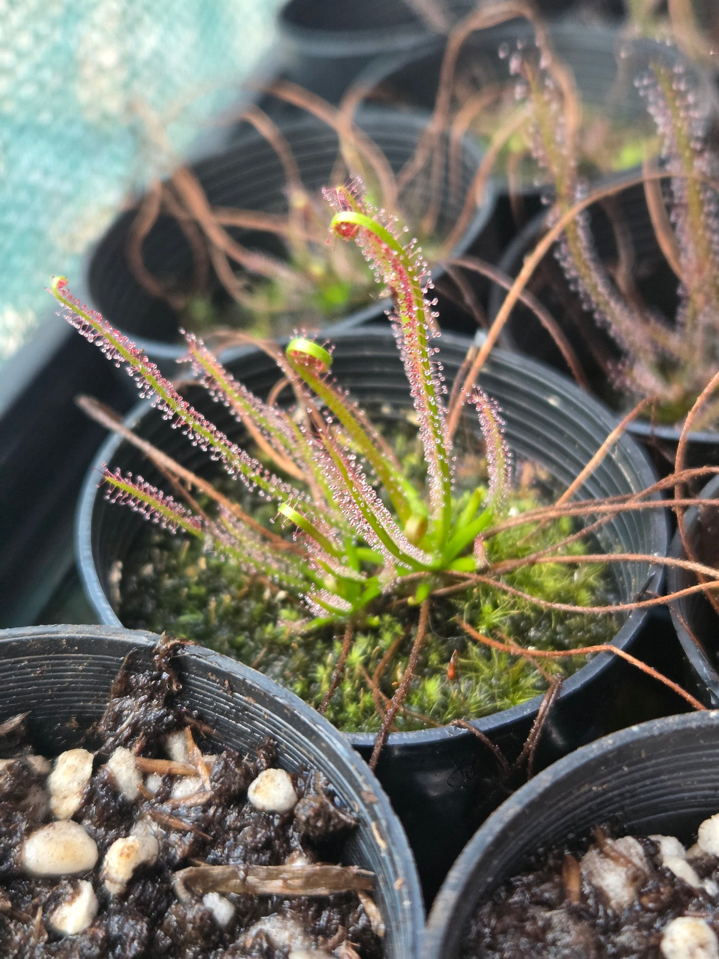 Drosera filiformis 'Red'