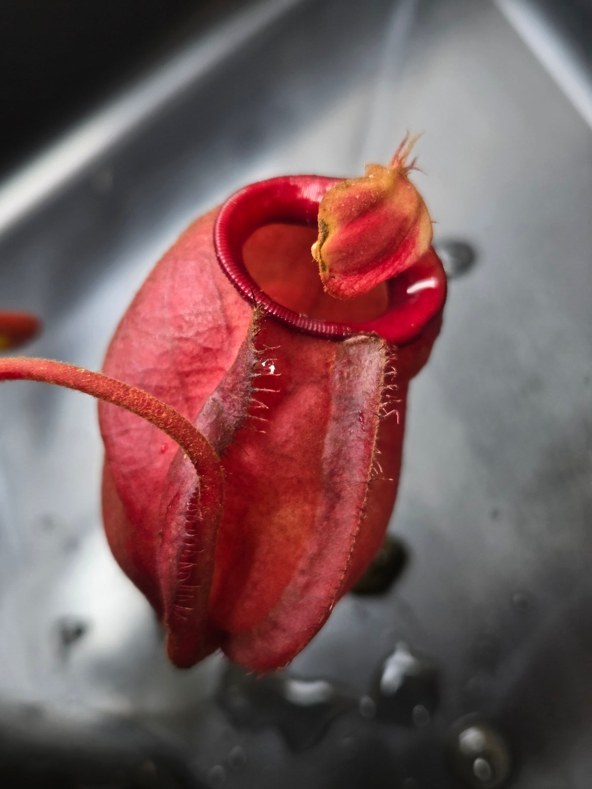 Nepenthes viking x ampullaria 'Black Miracle' - Medium