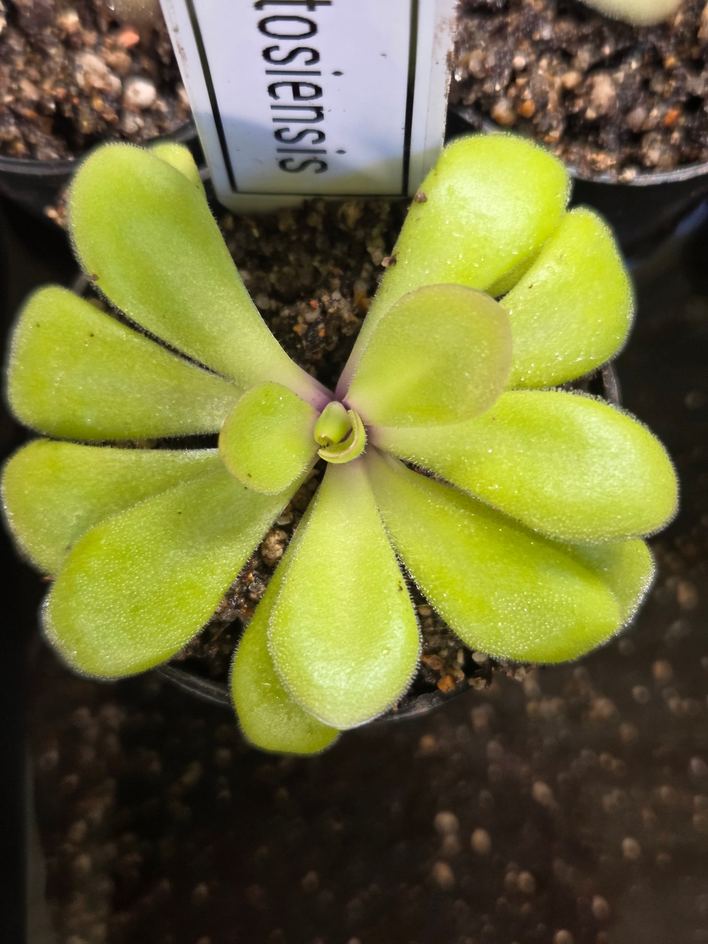 Pinguicula agnata x potosiensis (Large)
