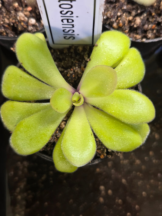 Pinguicula agnata x potosiensis (Large)