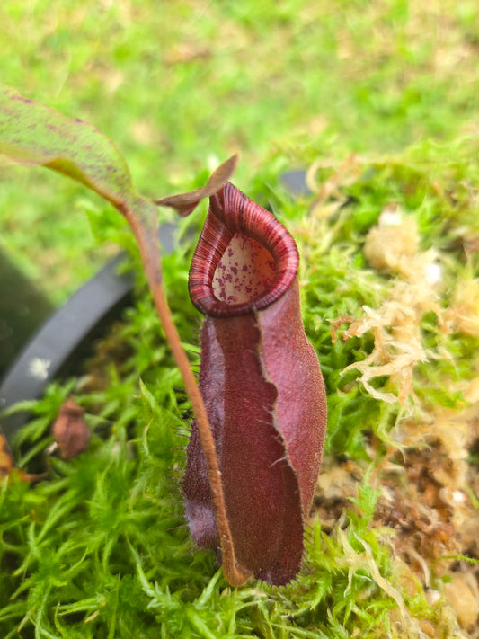 Nepenthes (ampullaria x mirabilis var. globosa) x boschiana