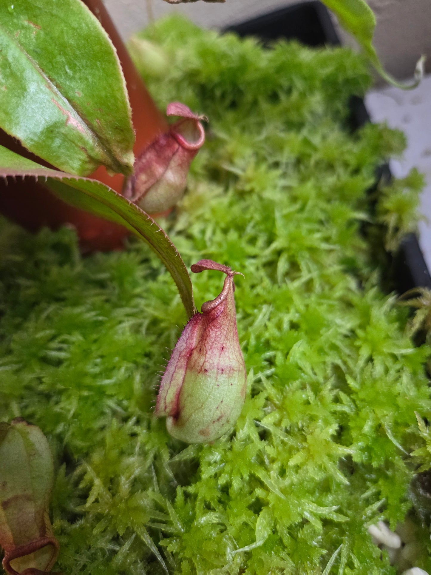 Nepenthes mirabilis x boschiana