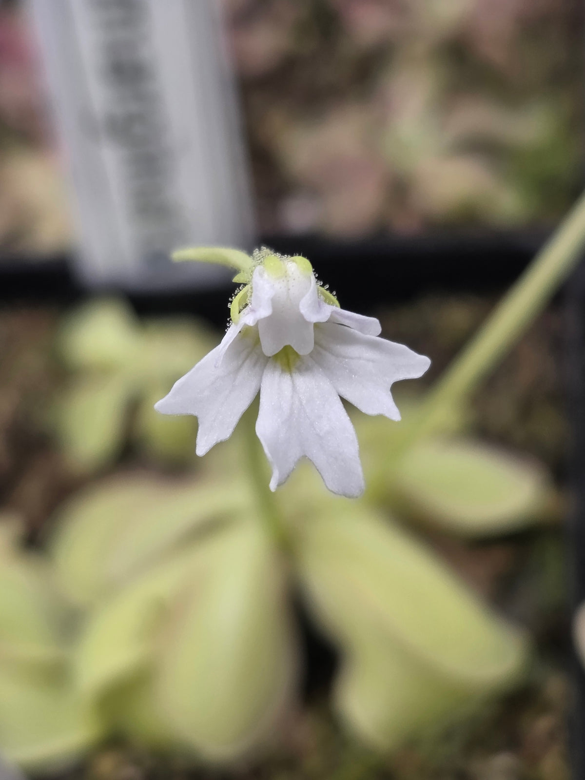 Pinguicula emarginata
