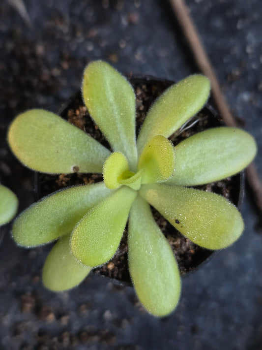 Pinguicula agnata (Medium)