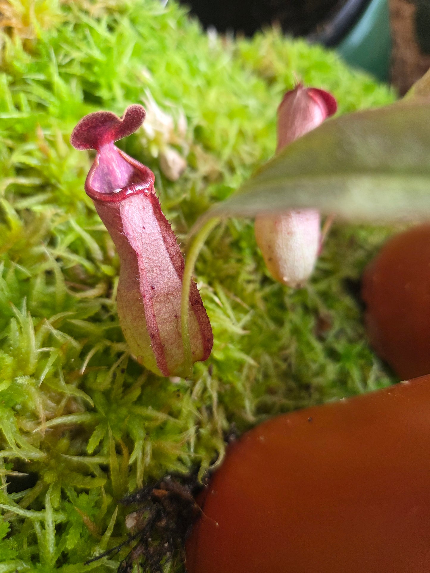 Nepenthes mirabilis