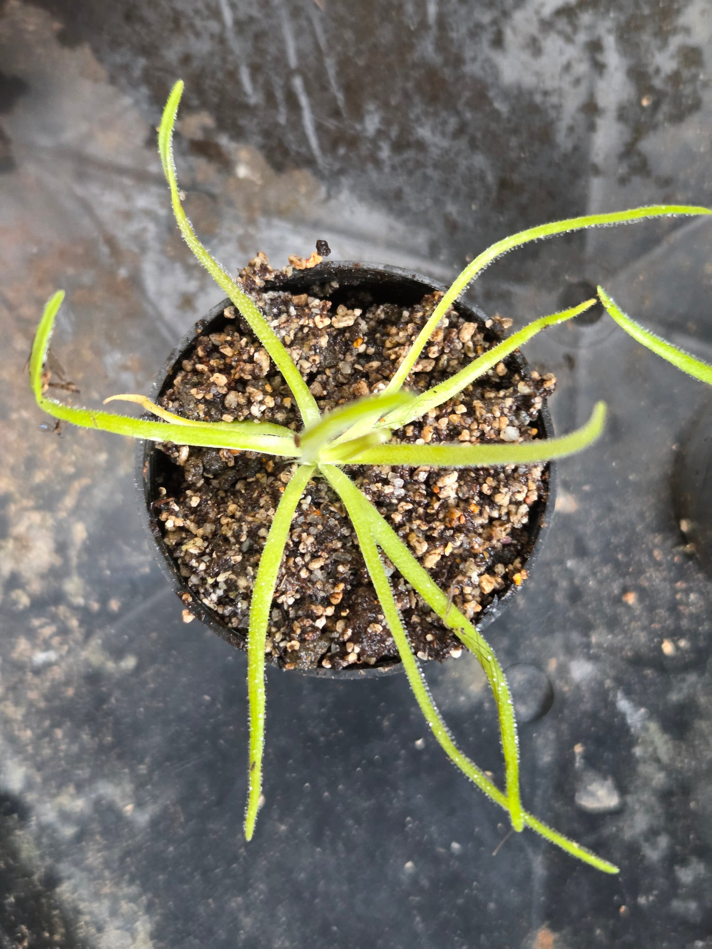 Pinguicula gypsicola x moctezumae (Medium)