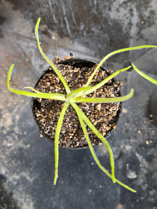 Pinguicula gypsicola x moctezumae (Medium)