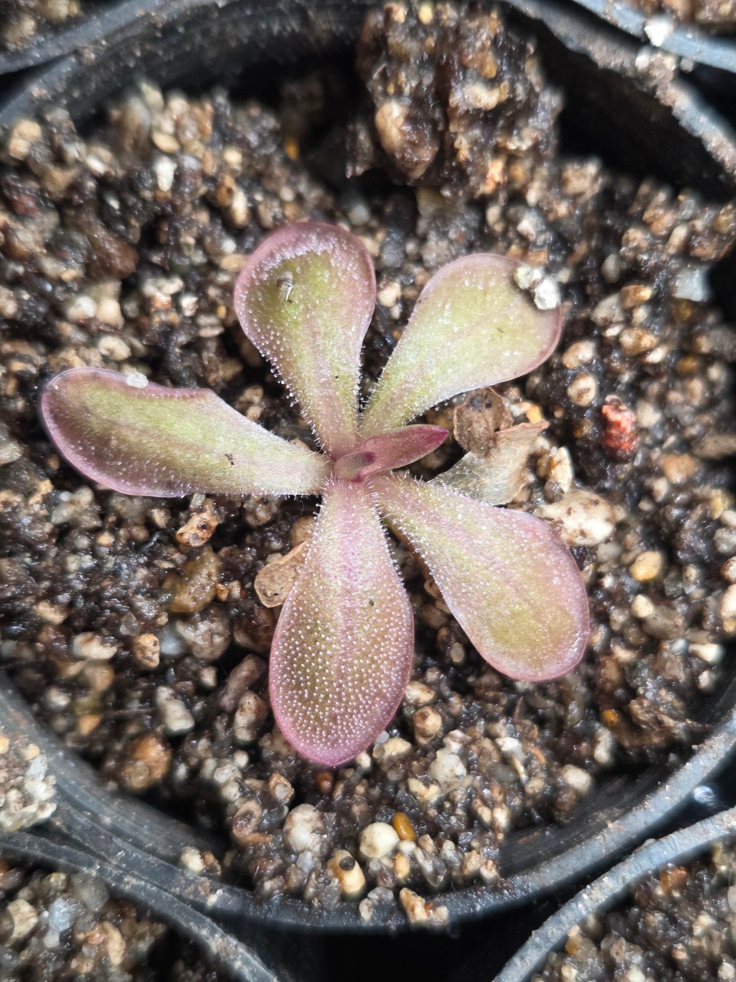 Pinguicula moranensis 'Sierra Mazatecus' (Small)