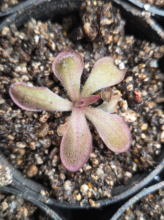 Pinguicula moranensis 'Sierra Mazatecus' (Small)