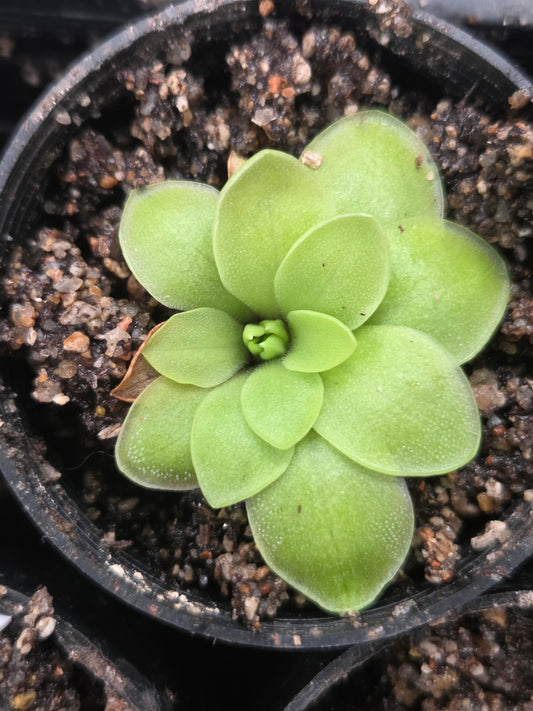 Pinguicula moranensis (Medium)