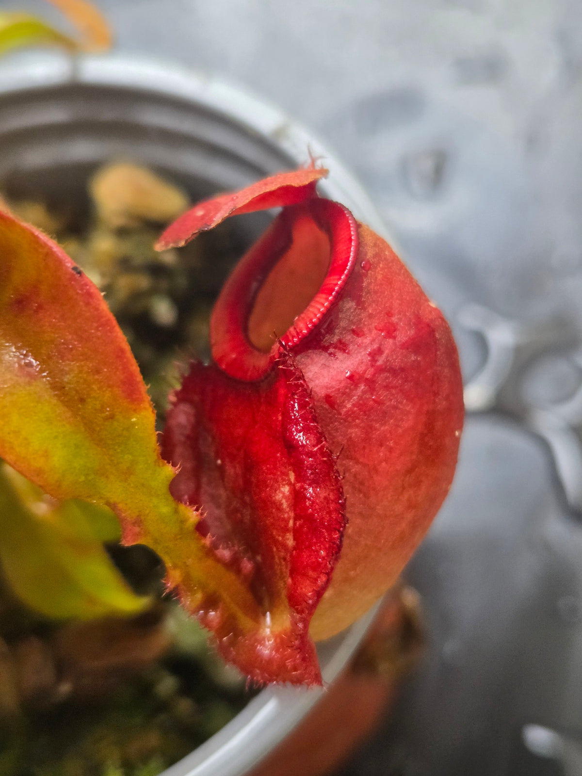 Nepenthes (viking x ampullaria) x (winged mirabilis x ampullaria)