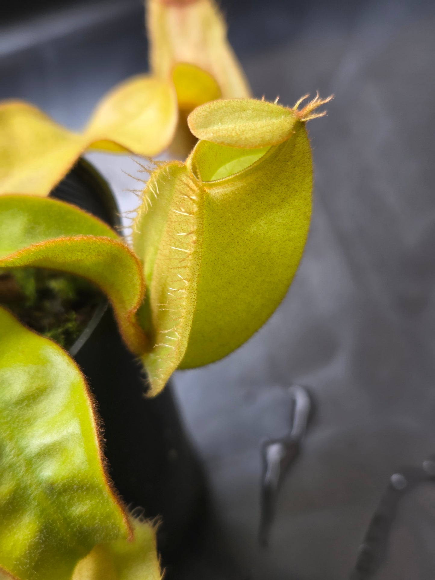 Nepenthes ampullaria "Green"