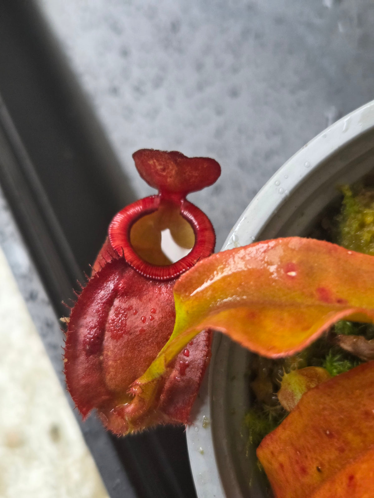 Nepenthes (viking x ampullaria) x (winged mirabilis x ampullaria)