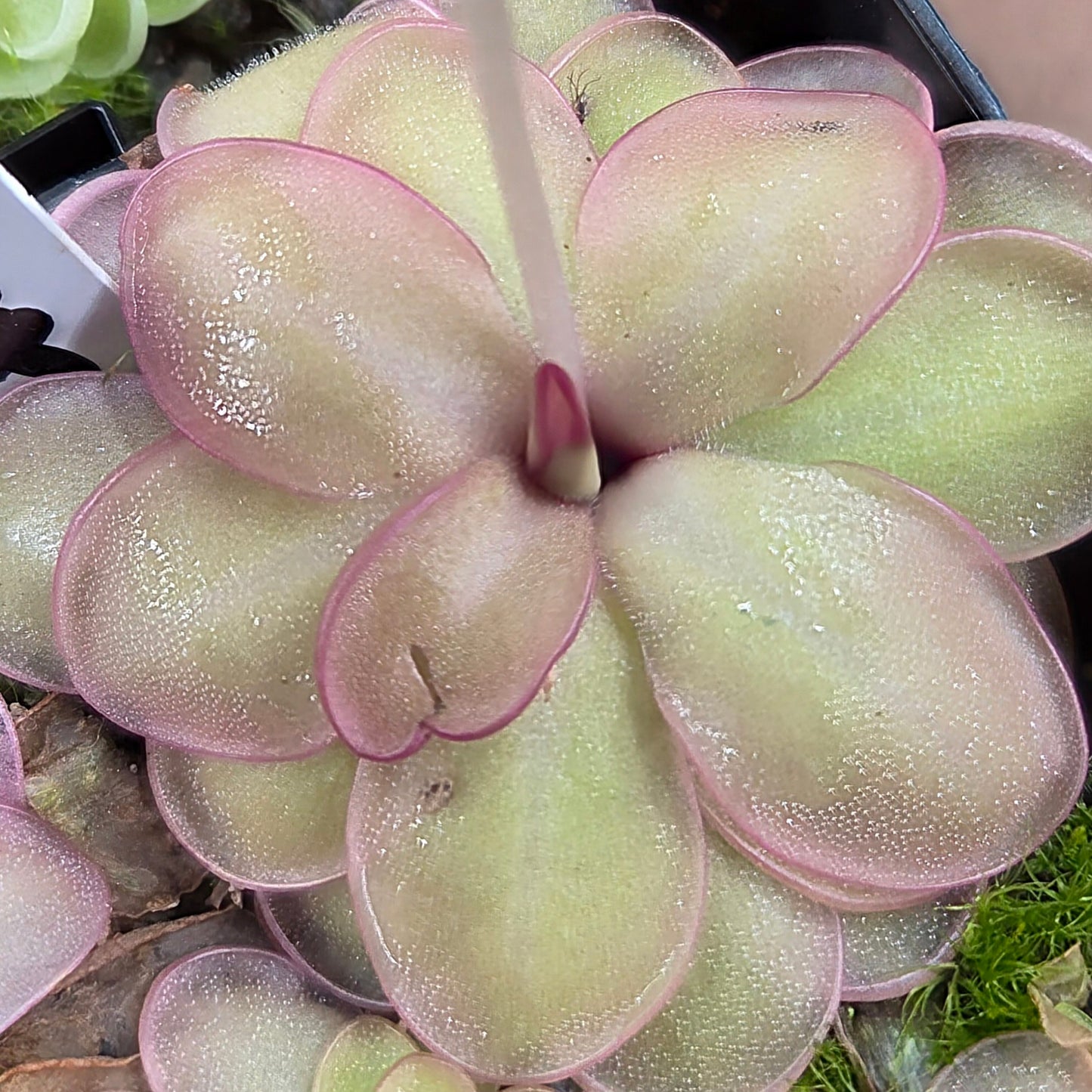 Pinguicula emarginata x hemiepiphytica