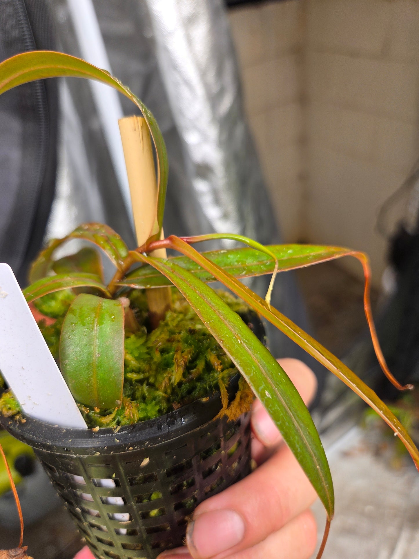 Nepenthes bellii
