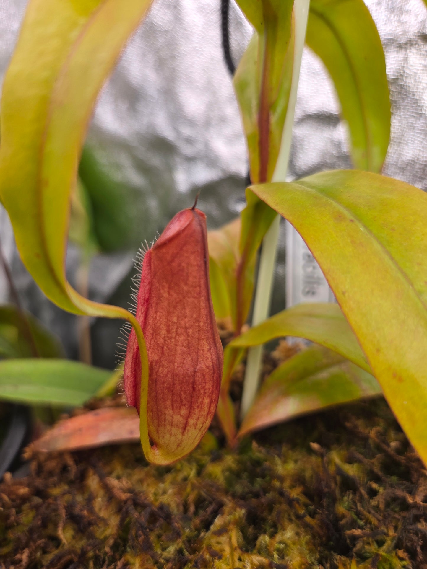 Nepenthes gracilis