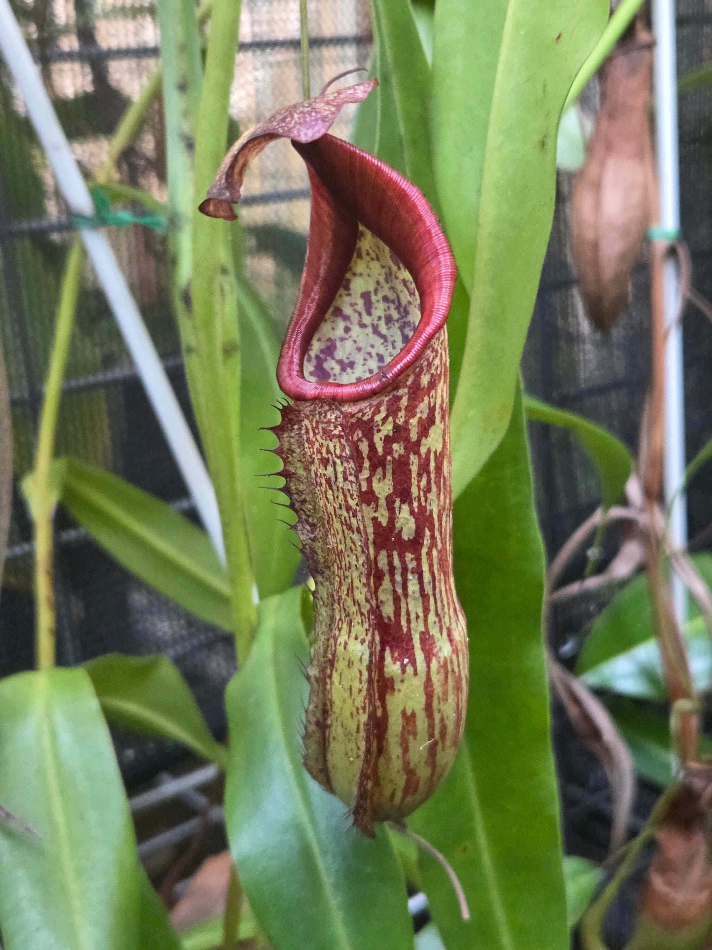 Nepenthes x Rokko